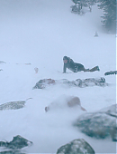 Filename=The_Last_of_Us_2x02_1664.jpg
Filesize=589KiB
Dimensions=3840x2160
Date added=07.19.25 The_Last_of_Us_2x02_1664.jpg